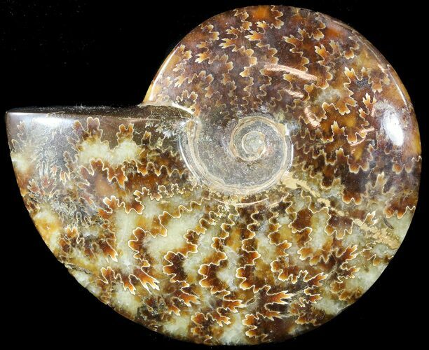 Wide Polished Cleoniceras Ammonite - Madagascar #49422